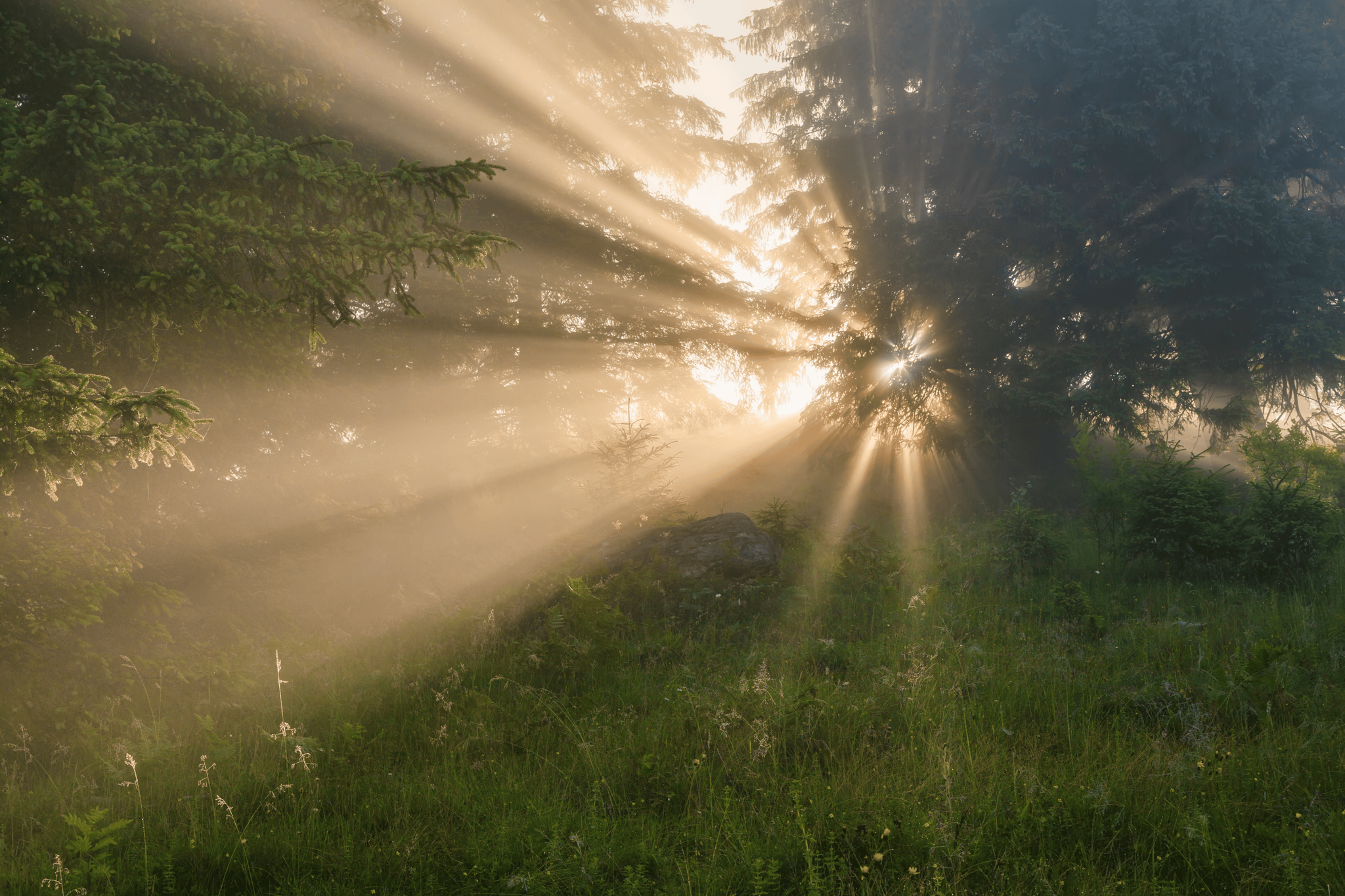 Untitled_design_(3) (1).png