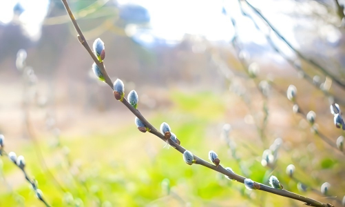 教宗要理讲授：梵二大公会议文件《教会》教义宪章——教会的圣统制源于基督，为宣讲福音而存在（3月25日）